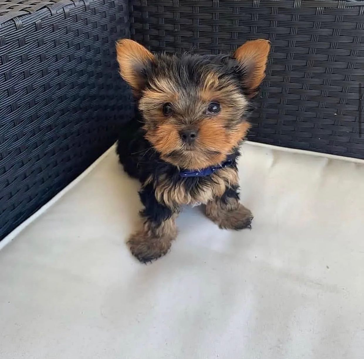 Cooper - Male Yorkie Puppy